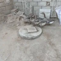 غاز نر و ماده|حیوانات مزرعه|گنبد کاووس, |دیوار