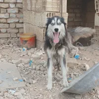 توله هاسگی.۶ماهه