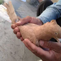 زرددم سفیدنر