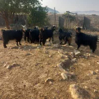 فروش ۸ بز|حیوانات مزرعه|باغ ملک, |دیوار