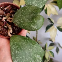 گل هویا|گل و گیاه طبیعی|رشت, کوی طالقانی|دیوار