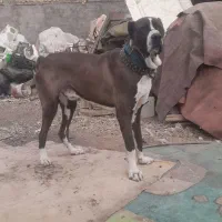 واگذاری سگ افغان