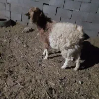 بز محلی|حیوانات مزرعه|سیرجان, |دیوار