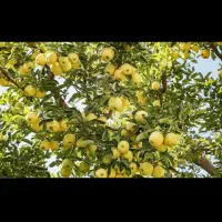 به ۱۰ نفر کارگر جهت سیب چیدن