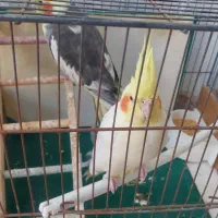 عروس هلندی یک جفت تخم گذار