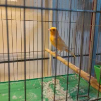 قناری پرتقالی|پرنده|محمدیه-قزوین, |دیوار