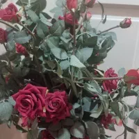 گل رز