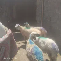 میش