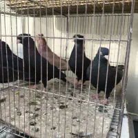 فروش ویژه سرخ .قهوه ای و. زاغ واکسی نژاد خالص|پرنده|شاهینشهر, فردوسی|دیوار