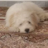 سگ خرسی تریر