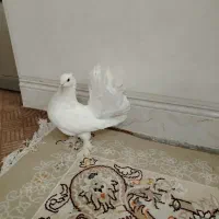 ماده چتری|پرنده|خمینی‌شهر, |دیوار