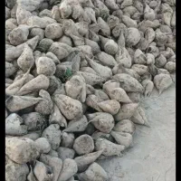 تفاله خشک چغندر