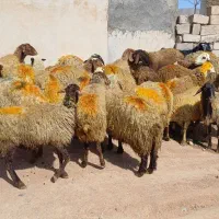 ۲۸ راس میش و گوسفند جوان با بره درشت پاییزه|حیوانات مزرعه|سنندج, |دیوار