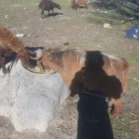 بز نر برای قصابی|حیوانات مزرعه|اردبیل, |دیوار