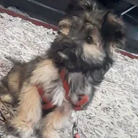 توله سگ بامزه