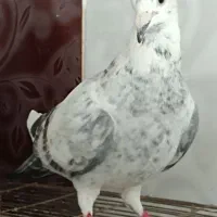 کفتر