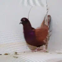 کفتر باخت رفته