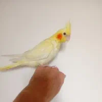 جوجه عروس هلندی لوتینو زعفرونی اصل|پرنده|اندیشه, اندیشه فاز ۱|دیوار