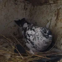 مجسمه پرنده