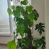 برگ انجیری(مونسترا)