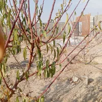 باغ-باغچه-سند-دار-معاوضه-با-خودرو-انشعابات-تکمیل