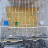 قفس عروس و‌قناری