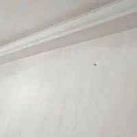 گچکاری تمام نقاط مشهد با کیفیت و قیمت مناسب|خدمات پیشه و مهارت|مشهد, محمدآباد|دیوار