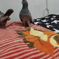 کبوتر تهرانی