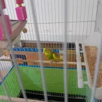 دوعدد مرغ عشق ماده به همراه قفس|پرنده|گرمسار, |دیوار