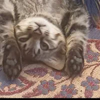 واگذاری بچه گربه