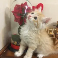 بچه گربه