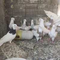 کفتر طوقی هفت رنگ اجری
