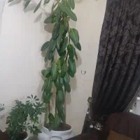 گل آپارتمانی فروشی