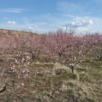 باغ|فروش زمین و ملک کلنگی|سراب, |دیوار