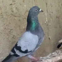 فروش ماده یکم گیجی داره
