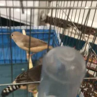 جوجه ۳ماهه فنچ کینگ|پرنده|پاکدشت, پاکدشت (مامازند)|دیوار