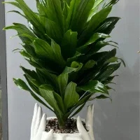 فروش گلدان های خاص