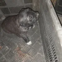 سگ سرابی شجره دارا درجه یک|سگ|کهریزک, |دیوار