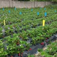 بوته توت فرنگی کاماروسا و گاویتا|خدمات باغبانی و درختکاری|رشت, معلم|دیوار