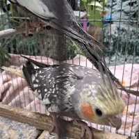 عروس هلندی جوان
