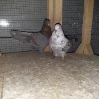 کبوتر|پرنده|داران, |دیوار