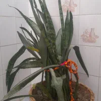 گل های طبیعی با گلدان|گل و گیاه طبیعی|یزد, |دیوار