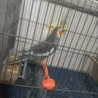 عروس هلندی مرغ عشق طوطی کوتوله