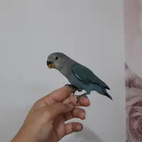 کوتوله برزیلی|پرنده|خمینی‌شهر, |دیوار