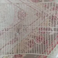 آنتن پارابولیک همراه با رادیو|مودم و تجهیزات شبکه|فردوسیه, |دیوار