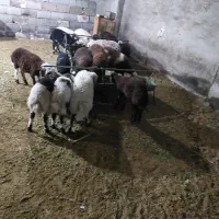 بره نر سبک،بز سانن اصل نر و ماده|حیوانات مزرعه|اصفهان, سرشبادران|دیوار