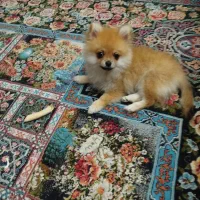 پامر خرسی سایز ریز|سگ|تهران, امامت|دیوار