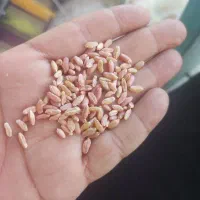 گندم دهدشت بذری