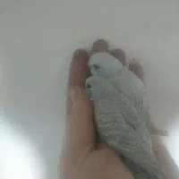 مرغ عشق پرنده دستی سخنگو|پرنده|رشت, شهرک شهید مفتح|دیوار