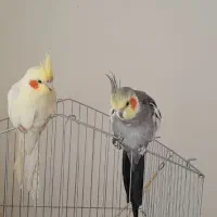 پرنده عروس هلندی